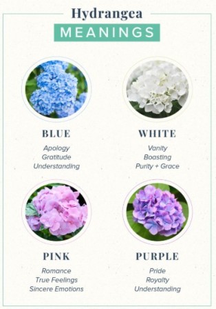 Hydrangea colours